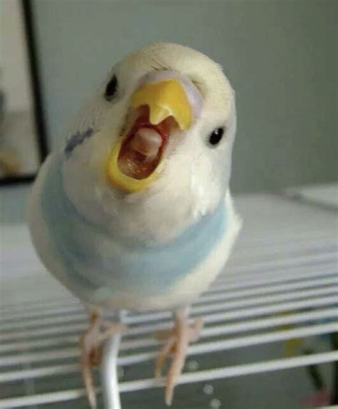 Screaming Muhabbet Kuşu Muhabbet Kuşları Papağanlar