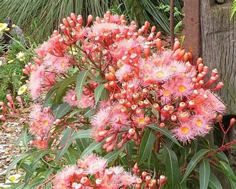 plantfiles pictures corymbia flowering gum summer beauty corymbia ficifolia by kell