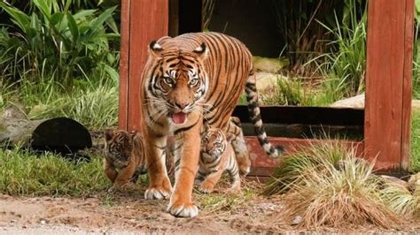 Rare Sumatran Tiger Cubs Make Public Debut At Sydney Zoo