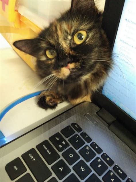 20 Pictures Of Calicos And Torties That Prove Theyre The Cutest