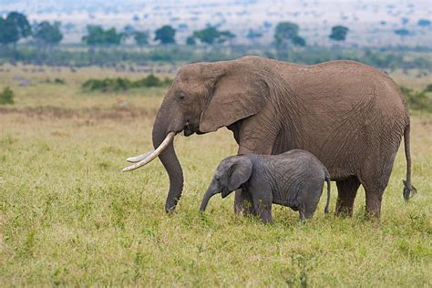Animal Elefante Bebé Animal Vida Silvestre Fondo De Pantalla Hd