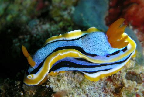 Worlds Most Brilliantly Colored And Striped Sea Slugs