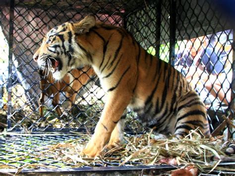 Harimau Kembali Teror Warga Kabupaten Solok Tagar