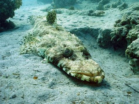 Animal World Toktil Crocodile Fish