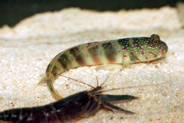 Pink Spotted Watchman Goby Pistol Shrimp Pair Cryptocentrus