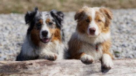 Medium Sized Dogs Dog Breed Guide Healthy Paws