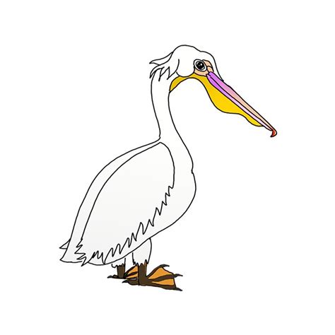 How To Draw A White Pelican Step By Step Easy Drawing Guides