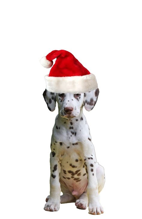 Christmas Dog Santa Hat Free Stock Photo Public Domain Pictures