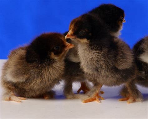 Golden Laced Cochin Bantam Chickens Baby Chicks Cackle Hatchery
