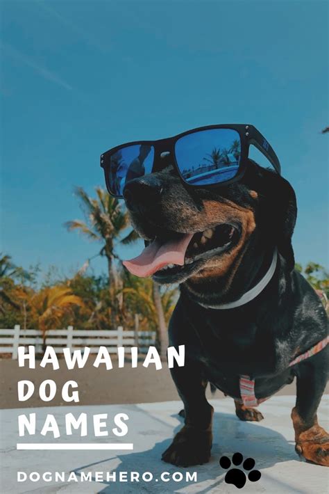 Best Hawaiian Dog Names With Meanings 110 Aloha Names Hawaiian Dog