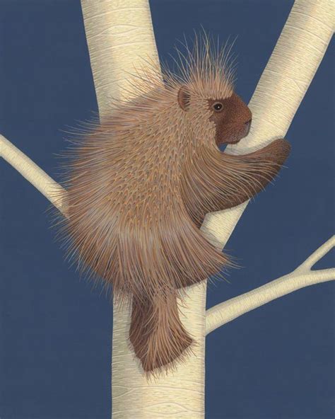 Porcupine Art Print Painting Illustration Nature Wildlife