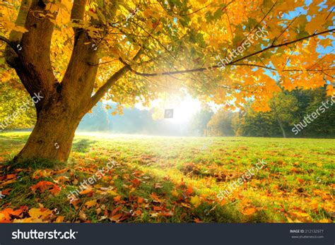 Autumn Scenery Dry Leaves Sunshine Stock Photo 212132977