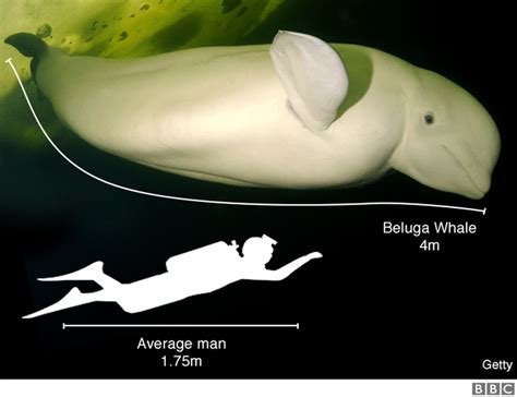 Thames Whale Benny The Beluga Spotted Slightly Upstream Bbc News