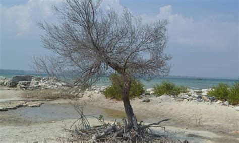 Desain dermaga apung dan penangkap sampah di kawasan ekowisata mangrove wonorejo, surabaya. Gambar Teluk Laikang - Teluk Laikang Bahasa Indonesia ...