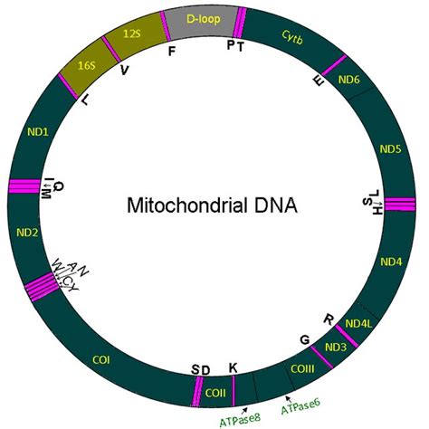 structure of mitochondrial dna mammalian mitochondrial dna mtdna is download scientific