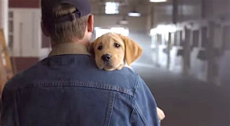 Budweiser Puppy Love Super Bowl Ad Business Insider