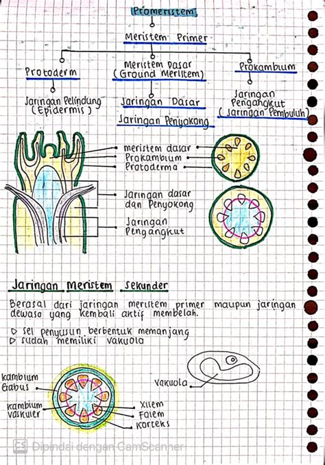 Struktur Dan Fungsi Jaringan Tumbuhan Biologi Kela