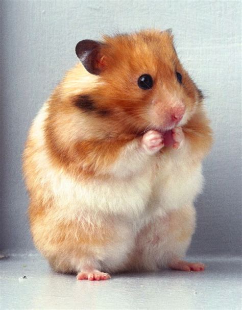 A 30 Cute And Adorable Hamster Photography Collection Naldz Graphics