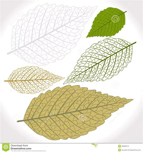 Vector Leaf on White Background Stock Vector - Illustration of