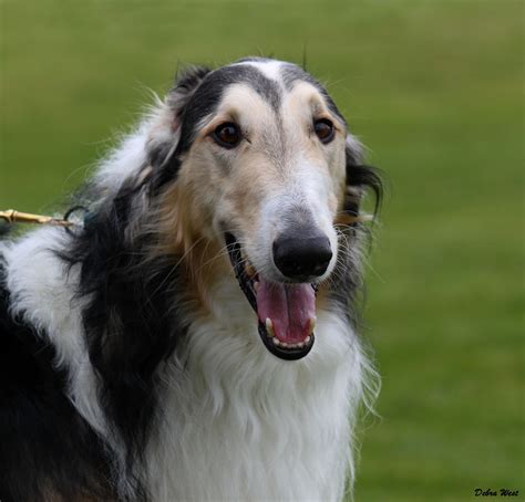 Pin On Х Russian Borzoi