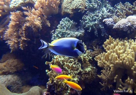 Filmagem de um peixe lua no oceanário de lisboa com uma canon 500d em full hd. Oceanário de Lisboa: O Melhor Aquário do Mundo! - Vamos Por Aí