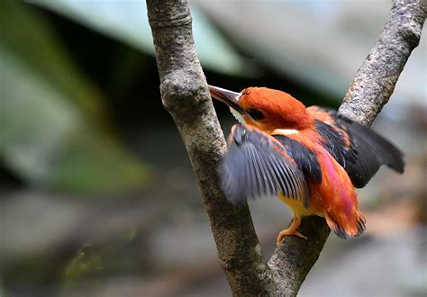 The Life Journey In Photography Rufous Backed Kingfisher Juvenile