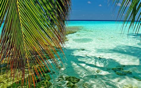 Nature Landscape Maldives Tropical Sea Palm Trees Atolls Leaves