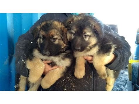 Red German Shepherd Puppies For Sale In California Pets Lovers