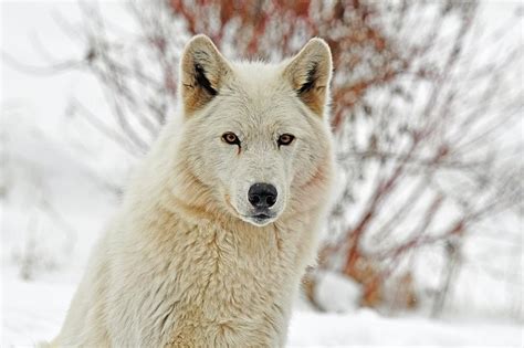 11 Year Old Gray Wolf At Detroit Zoo Dies During Surgery