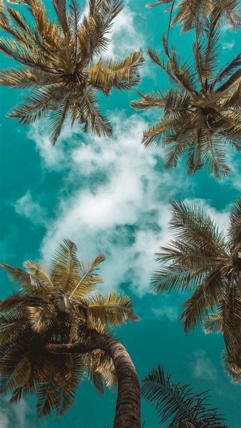 Follow the vibe and change your wallpaper every day! cute computer backgrounds, tall palm trees, blue sky ...