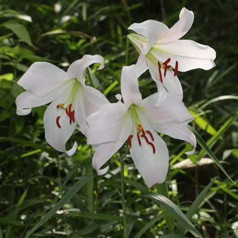 Lilium Lily A To Z Flowers