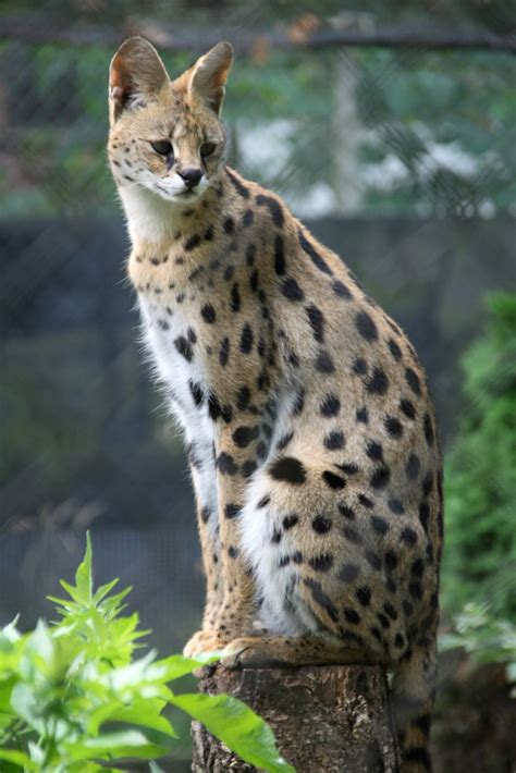Serval Serval African Wildlife Foundation Common In Nature And