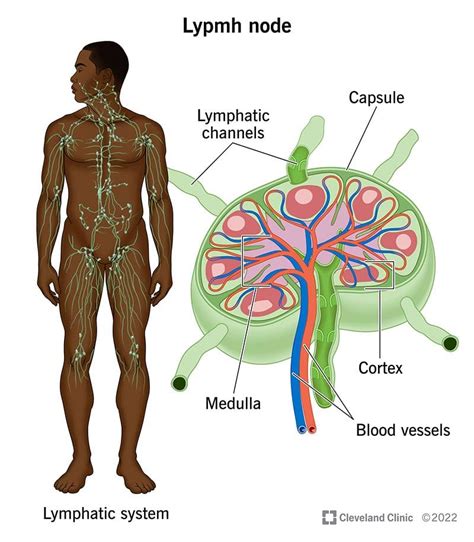 Lymph Node Function And Location
