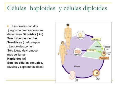 Cuadros Comparativos Entre Células Diploides Y Células Haploides