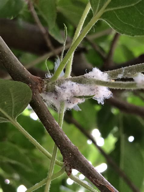 White Sticky Fluff On Apple Tree — Bbc Gardeners World Magazine