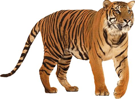 Tiger Png Transparent Image Download Size 572x422px