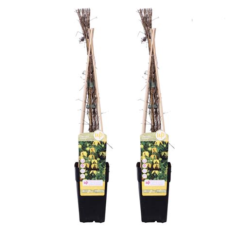 Maybe you would like to learn more about one of these? Clematis Tranquilité 65 cm - 2 stuks | Plantada.nl