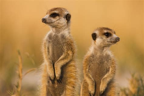 We Went On A Meerkat Safari And Loved It Condé Nast Traveler