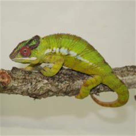 Our exotic animals for sale are housed individually and fed a variety of diets. Chameleons for sale, buy Chameleons online at Exotic Pets UK