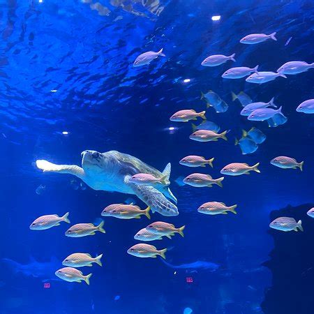 Take a deep dive into marine science at one of the nation's top aquariums. Newport Aquarium - 2020 All You Need to Know BEFORE You Go ...