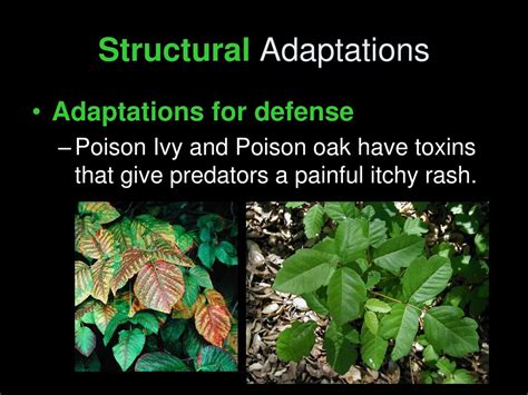 Ppt Plant Adaptations Powerpoint Presentation Free Download Id9156513