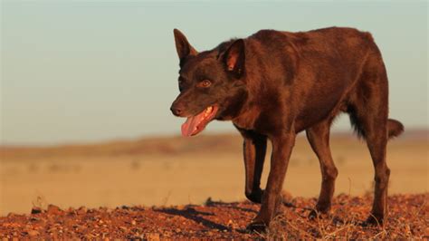 Extraordinary Final Red Dog Film Pays Tribute To A Beloved Kelpie