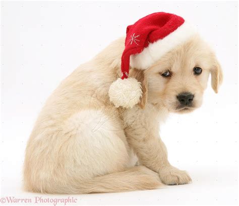 Golden Retriever Pup Wearing A Santa Hat Golden Retriever Items Golden