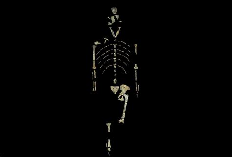 Bipedal Human Ancestor Lucy Was A Tree Climber Too Live Science