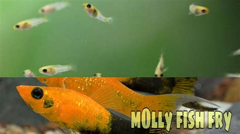 Molly Fish Babies Frys 1 Week Old Youtube