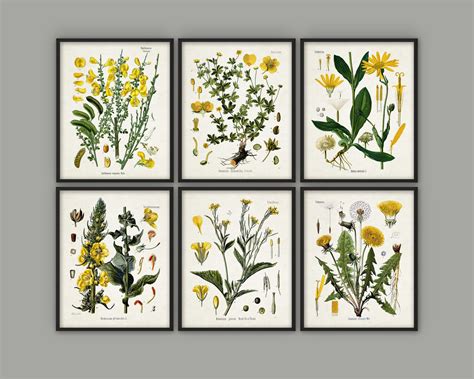 Printable Set Of 6 Yellow Botanical Prints Antique Botanical Etsy