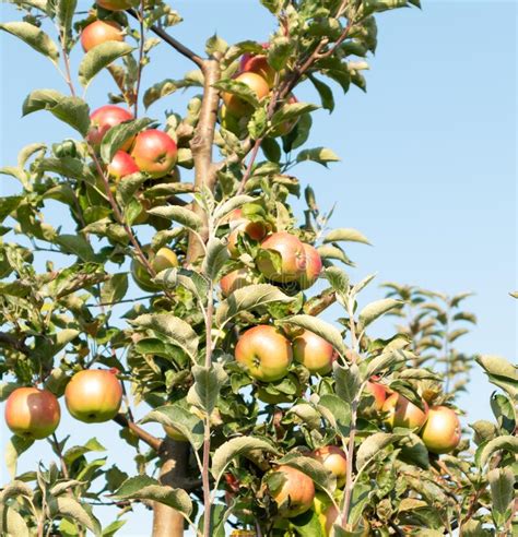 Apple Orchard Ripe Apples In The Garden Ready For Harvest Stock Image