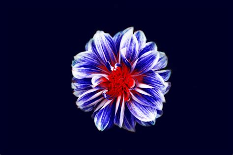 1920x1080 Colorful Flower Art Laptop Full Hd 1080p Hd 4k Wallpapers
