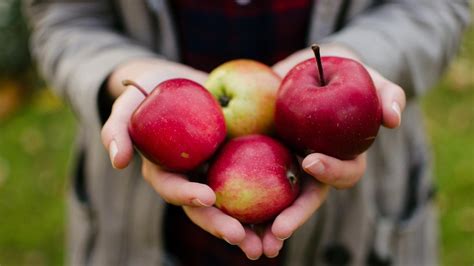 5 Benefits Of Eating Apples Daily Koko Eat