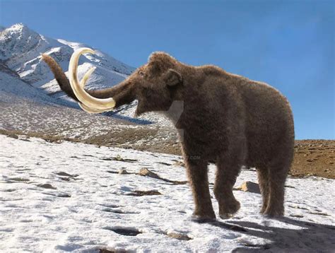 Facts About Woolly Mammoths